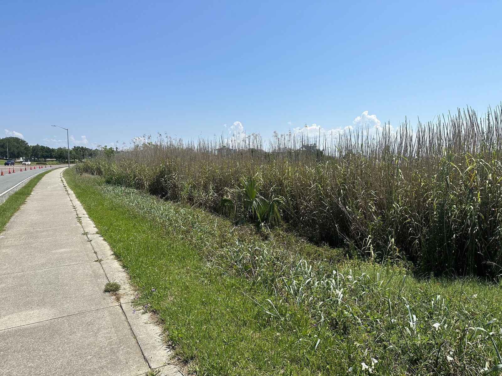 Land Clearing & Site Work by SKS Aquatic on the Gulf Coast — Skid steer clearing
