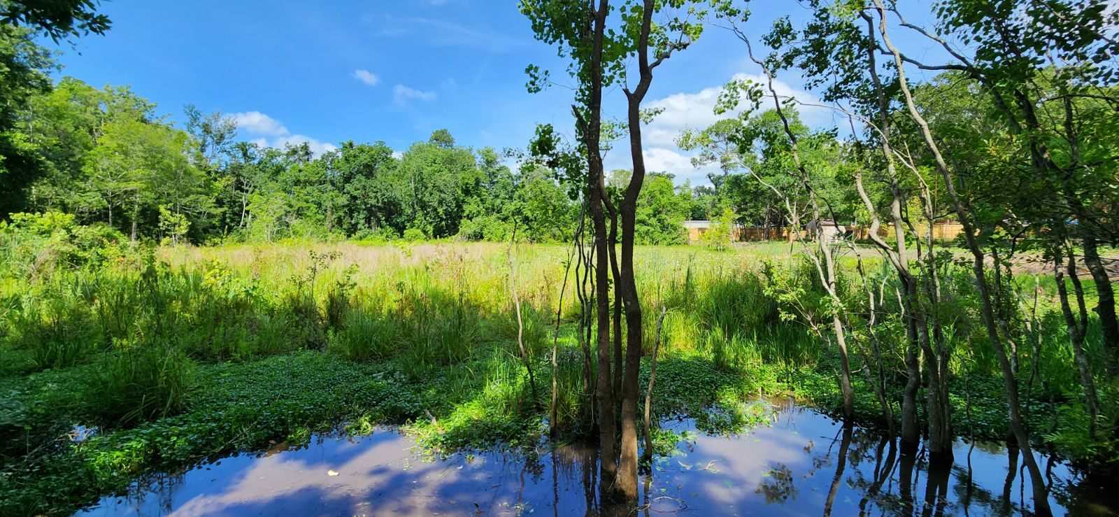 Ponds & Lakes by SKS Aquatic on the Gulf Coast — Shoreline vegetation cleared